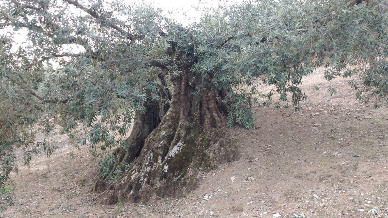 Columbaira Dom wakacyjny